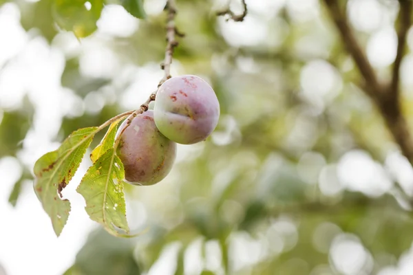 Pflaumenbaum — Stockfoto