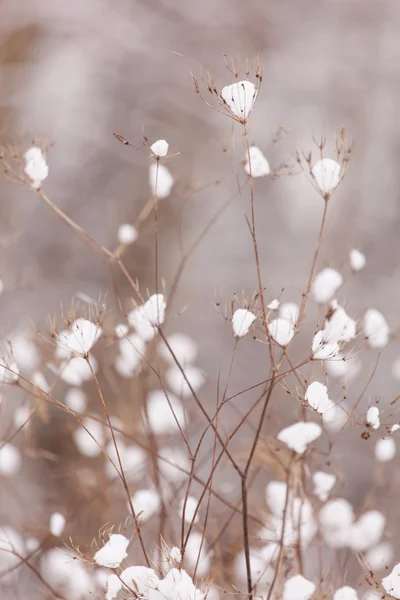 素敵な冬 — ストック写真