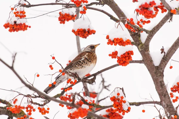 Fieldfare on the tree — Stock Photo, Image