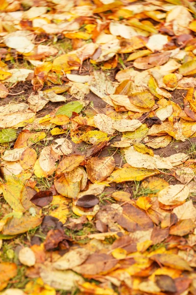 Hojas de otoño en el suelo para el fondo — Foto de Stock