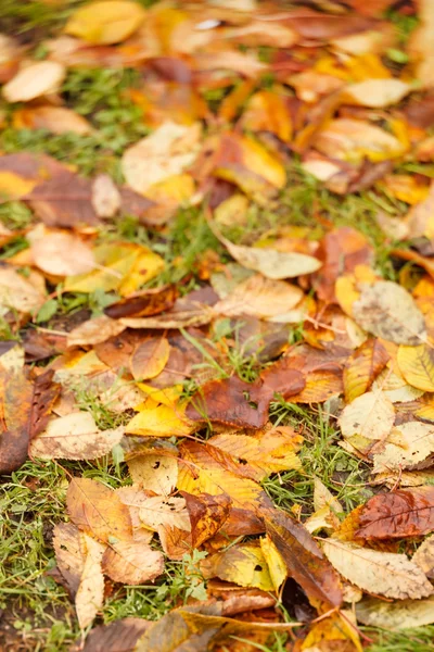 Осенние листья на земле для фона — стоковое фото