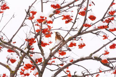 fieldfare ağaç