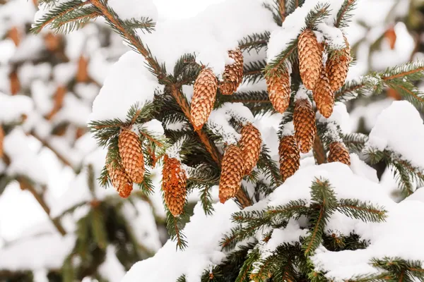 Pinecone Ordförande — Stockfoto