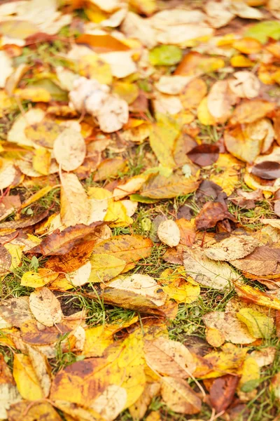Hojas de otoño en el suelo para el fondo — Foto de Stock