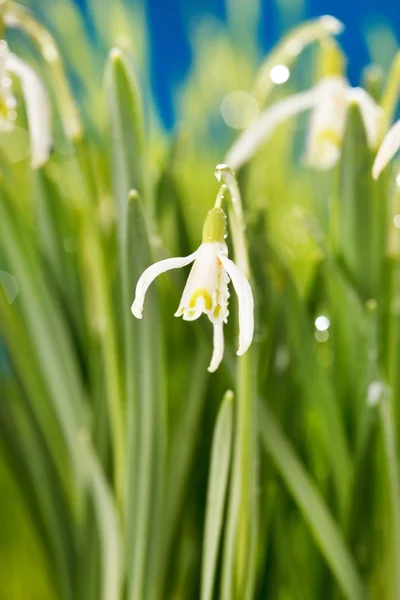 スノー ドロップの花 — ストック写真