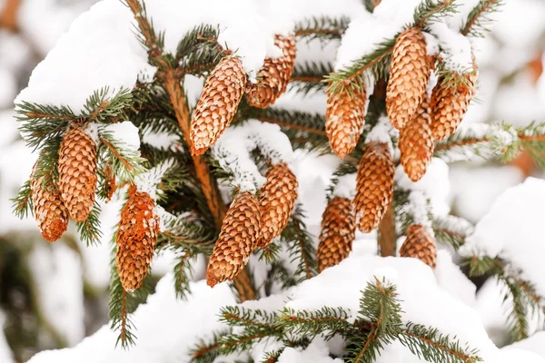 Pinecone Ordförande — Stockfoto