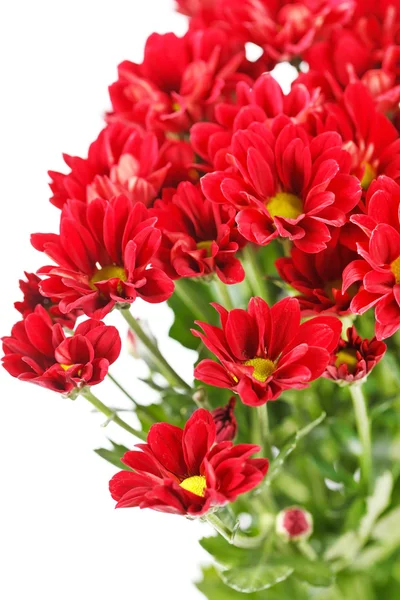 Chrysanthemenblüten — Stockfoto