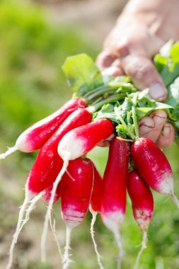 Kadının elinde taze turp