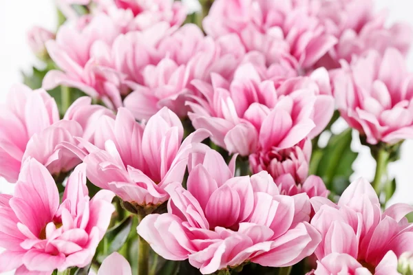 Chrysanthemum Flowers — Stock Photo, Image