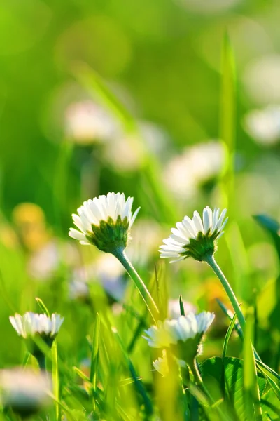 Champ de marguerite — Photo