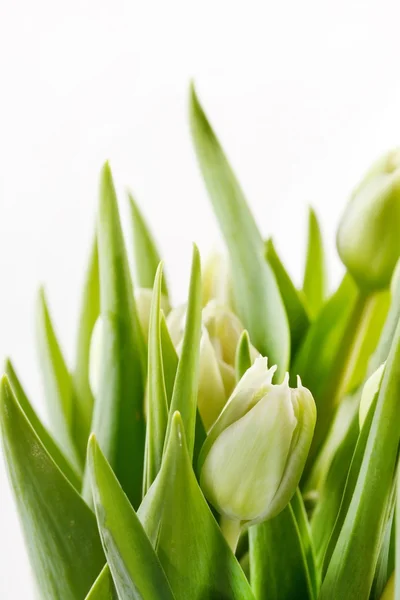 Bonitos tulipanes — Foto de Stock