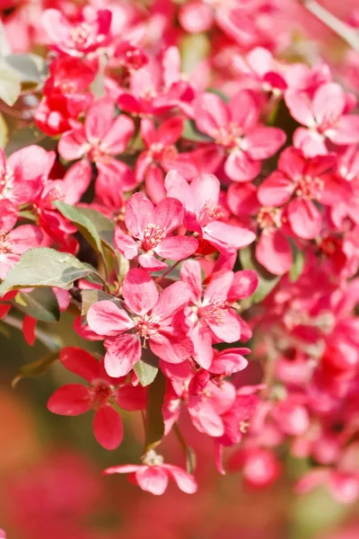 桜の花を持つ — ストック写真