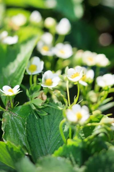 Strawberry Garden — Stock Photo, Image