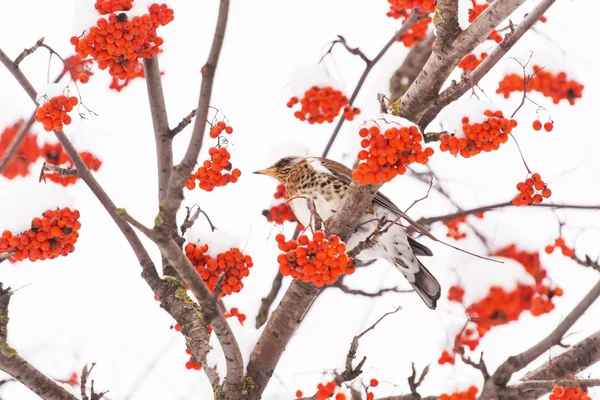 나무에 fieldfare — 스톡 사진