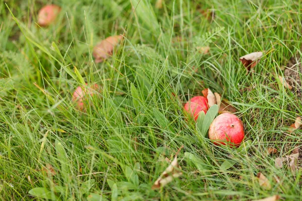 Rode appels op gras — Stockfoto