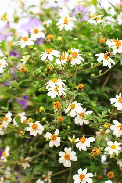 漂亮的鲜花 — 图库照片