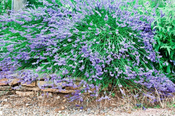 Flores de lavanda — Fotografia de Stock