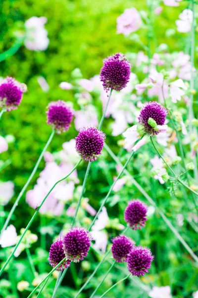 Schnittlauchblumen in einem Garten — Stockfoto