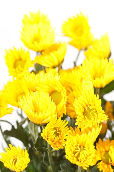 Chrysanthemum blommor — Stockfoto