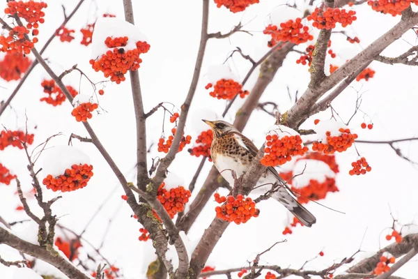 나무에 fieldfare — 스톡 사진