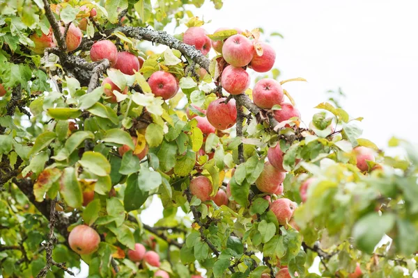 Manzanas maduras en un manzano —  Fotos de Stock