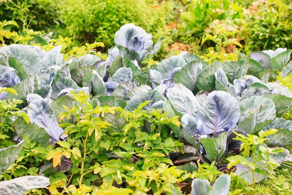 Cabbages in the garden — Stock Photo, Image