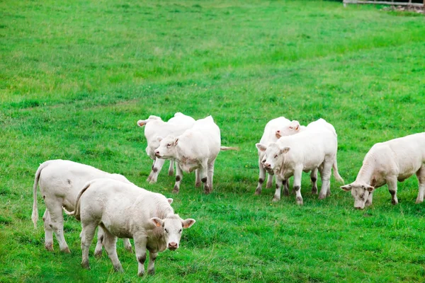 White cows — Stock Photo, Image