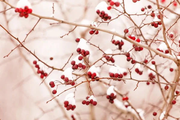 Hagebær under snø – stockfoto