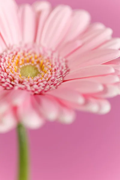 Ładne gerbera — Zdjęcie stockowe