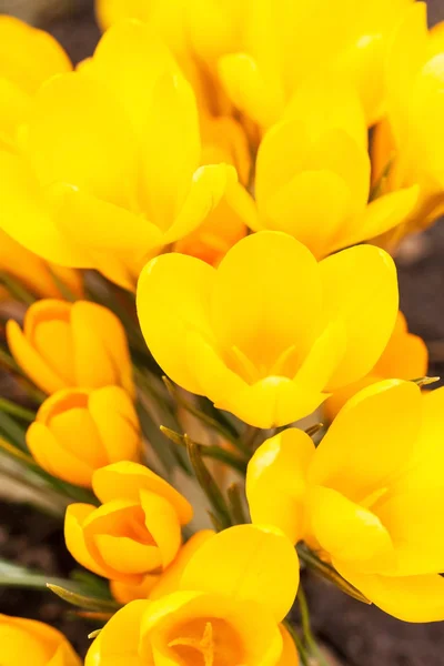 Crocuses — Stock Photo, Image