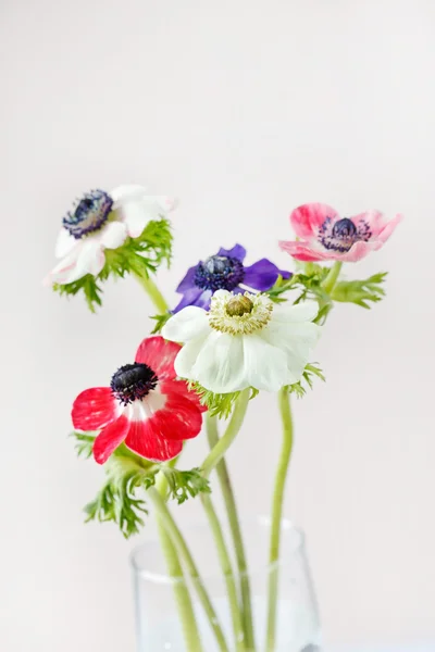 Anemone blommor — Stockfoto