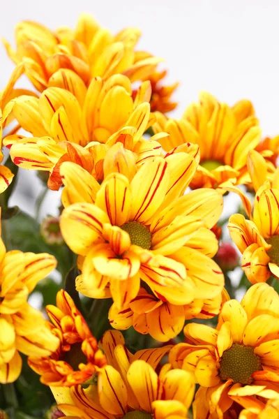 Fleurs de chrysanthème — Photo