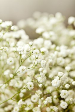 beyaz çiçekler