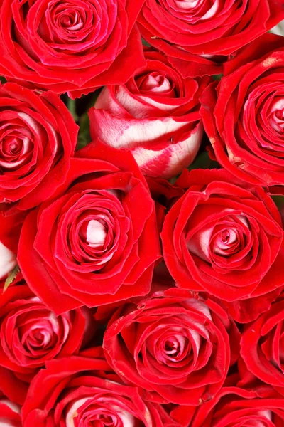 Red roses — Stock Photo, Image