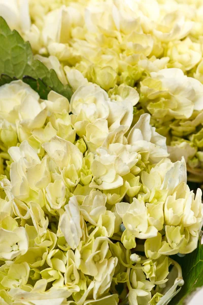 Nice hydrangea — Stock Photo, Image