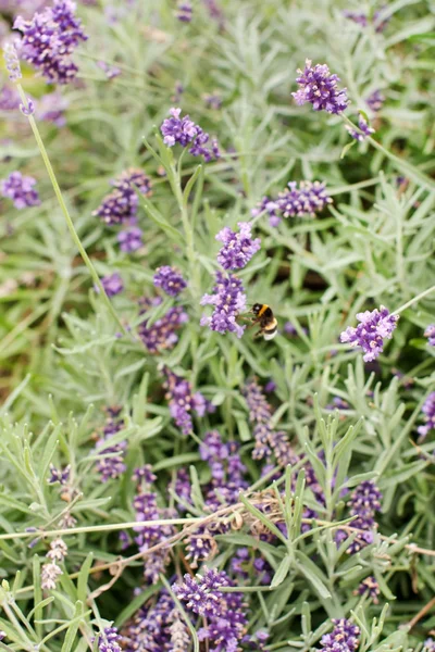 Flores de lavanda — Foto de Stock