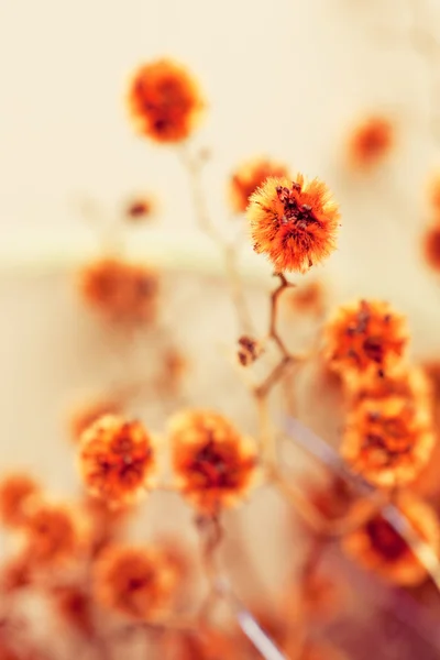 ニースの花 — ストック写真