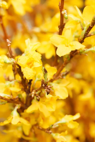 Laburnum fleurs de printemps — Photo