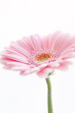 Güzel gerbera