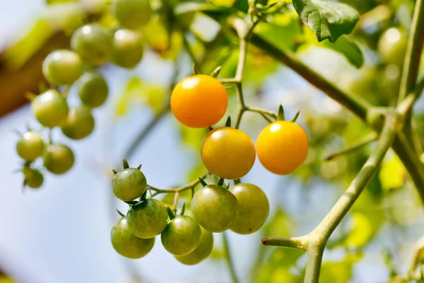 Garden tomatoes — Stock Photo, Image