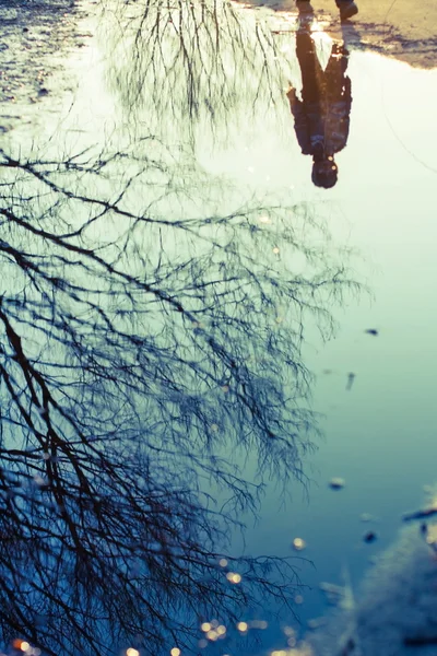 나무 물에 반영 — 스톡 사진