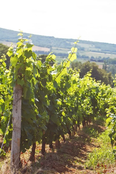 Beautiful Vineyard Landscape — Stock Photo, Image