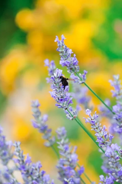 Flores de lavanda —  Fotos de Stock