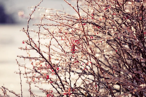 Red berries with icicles icy — Stock Photo, Image