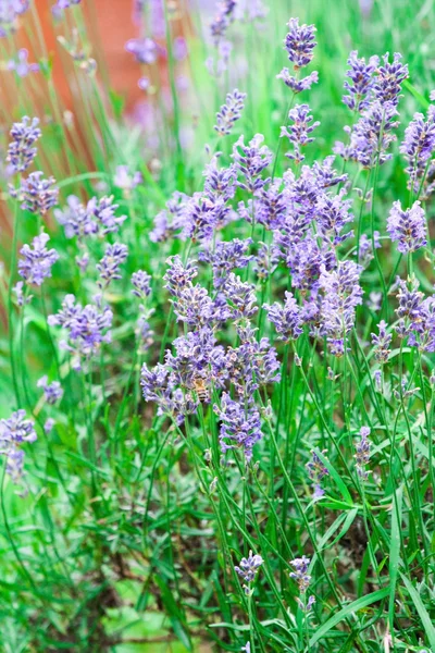 Flores de lavanda — Foto de Stock