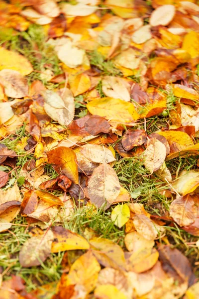 Hojas de otoño en el suelo para el fondo — Foto de Stock