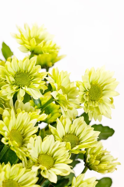 Chrysanthemum blommor — Stockfoto