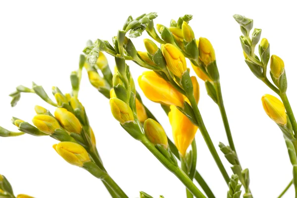 Gul freesia — Stockfoto