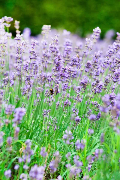 Lavender flowers — Stock Photo, Image