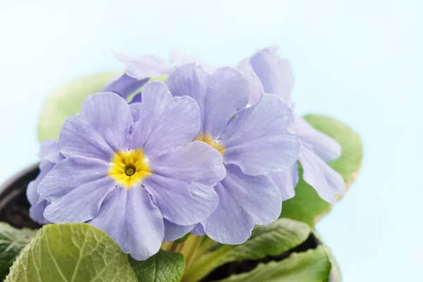 Primula blu — Foto Stock